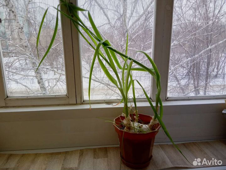 Китайский(индийский) лечебный лук