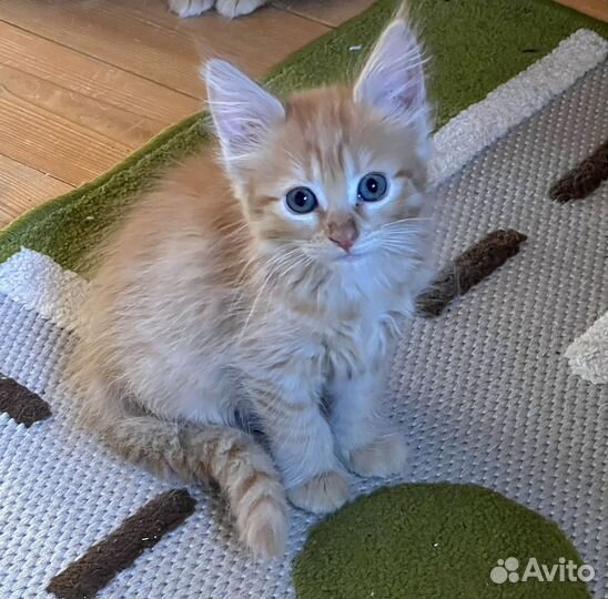 Рыжий котенок