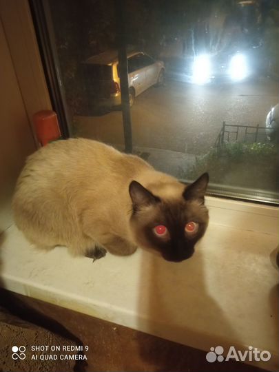 Отдам кота