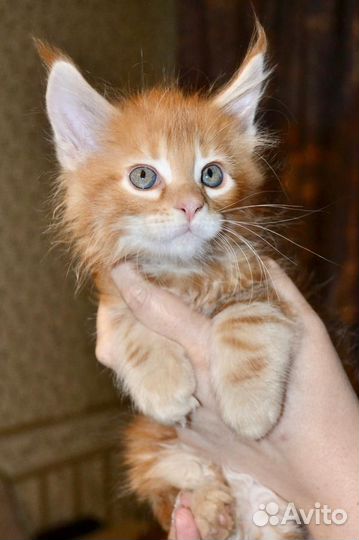 Котята мейн-кун