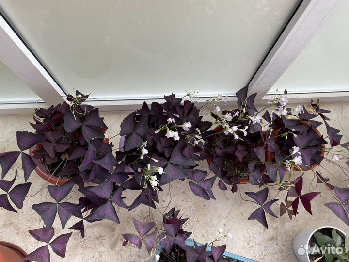 Кислица (оксалис)