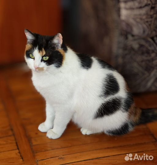 Кошка трехцветка в дар