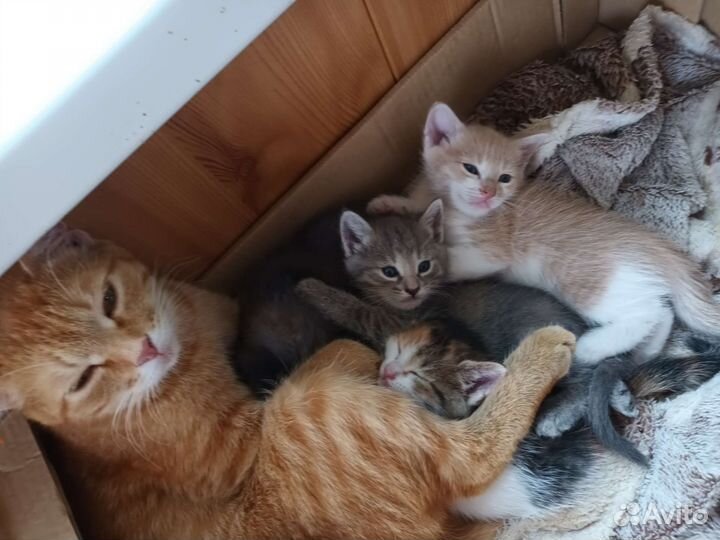 Отдам котят в добрые руки