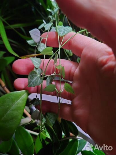 Церопегия Вуда (Ceropegia woodii)