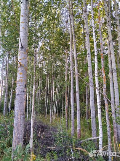 Отдам осину и березу бесплатно