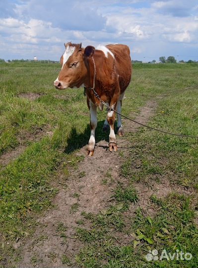 Продаётся телка