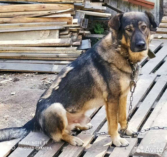 Кобель в добрые руки
