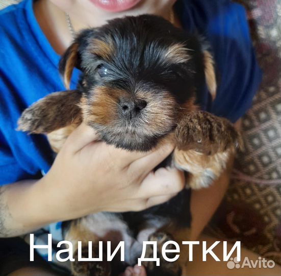 Йоркширский терьер вязка,мини.мальчик