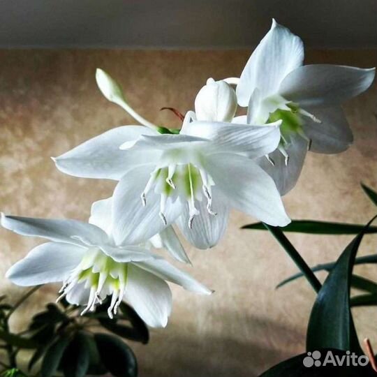 Эухарис амазонская лилия