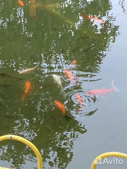 Рыба комета