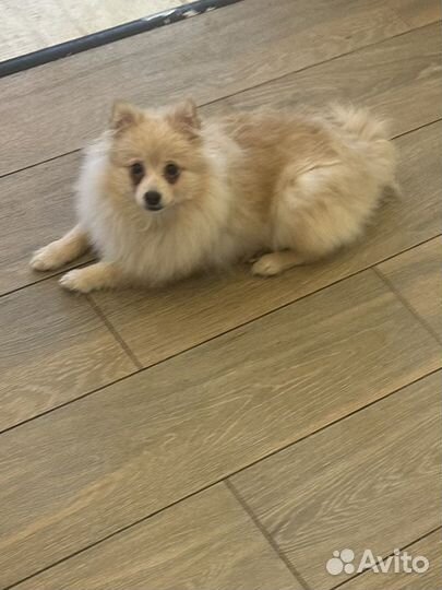 Сука немецкого малого шпица из питомника