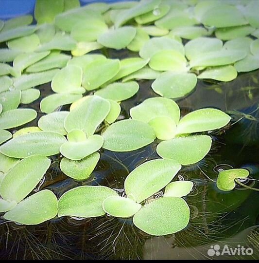 Пистия. Латук. Водянная капуста