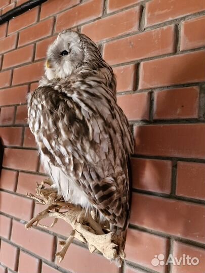 Чучело совы