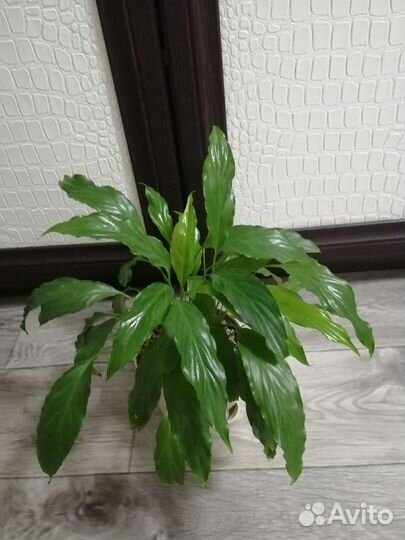 Спатифиллум