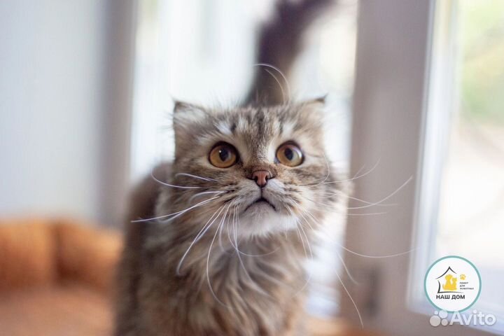 Мила
