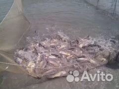 Рыба живая оптом: Толстолобик Карп Амур Карась