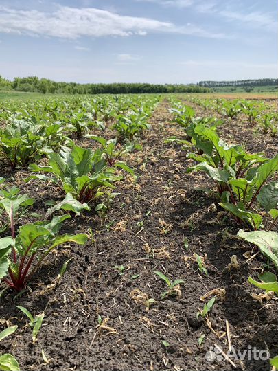 Сборщики свёклы