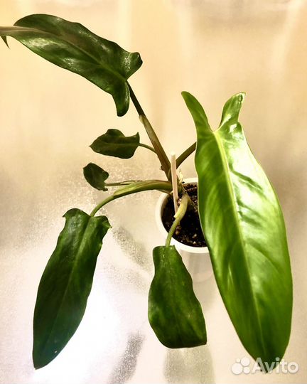 Филодендрон hastatum
