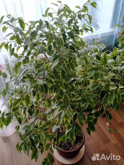 Фикус бенджамина пестролистный