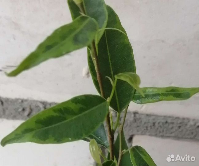 Фикус Бенджамина Кинки