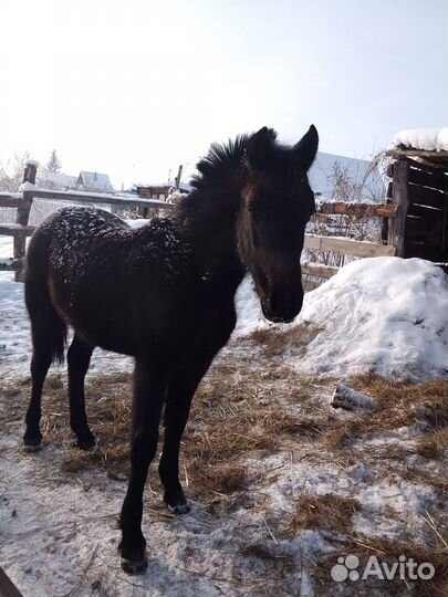 Жеребушка, рождёная 21 апреля
