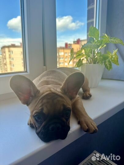 Щенок французского бульдога