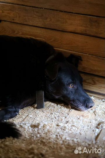 Шикарный чёрный пес