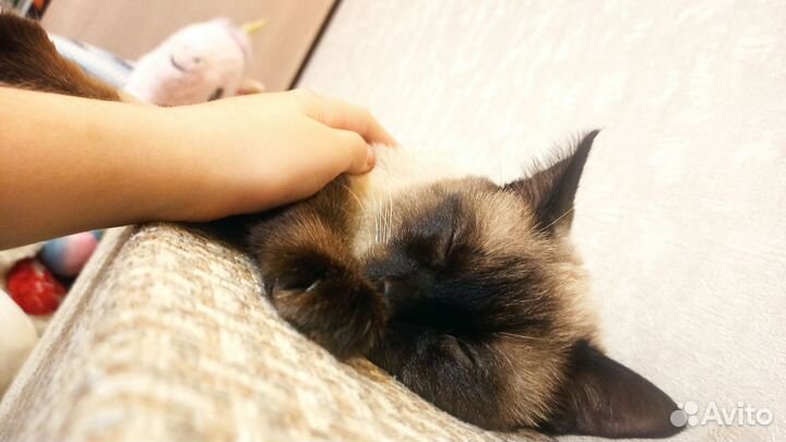 Сиамский кот вязка