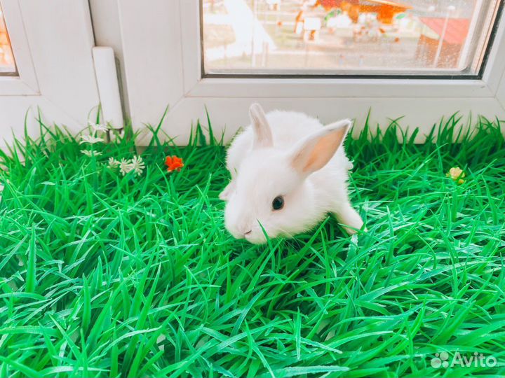 Карликовый кролик мини