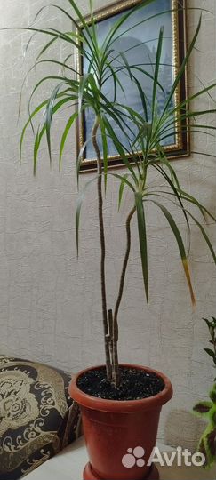 Пальма драцена