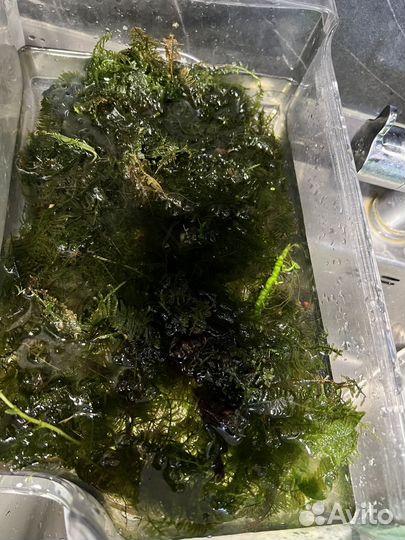 Аквариумные водоросли