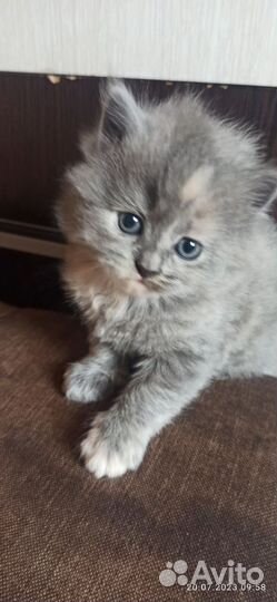 Котята