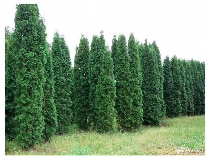 Туя 280 см