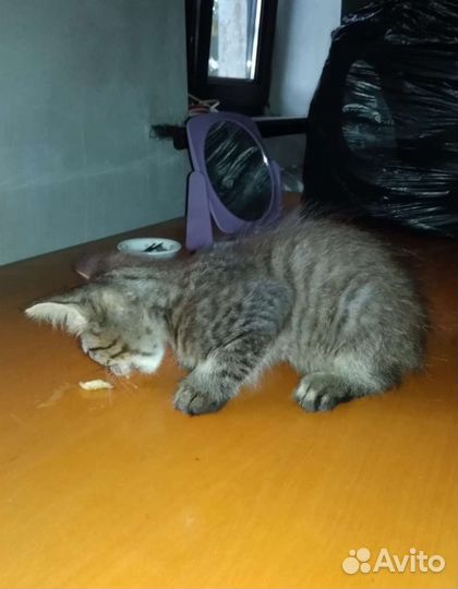 Котёнок мальчик в добрые руки