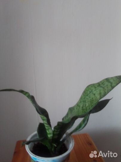 Сансевиерия щучий хвост