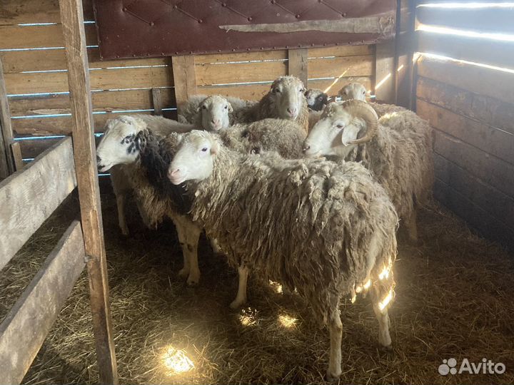 Баран на племя и корова Джерси