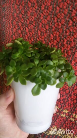 Суккуленты