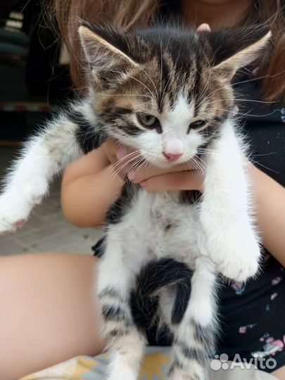 Котенок в добрые руки