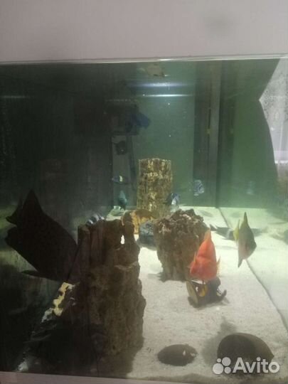 Аквариум на 500 литров с тумбочкой и комплектующих