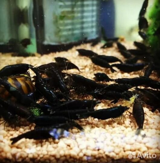 Аквариумные креветки в розницу,оптом,почтой по РФ