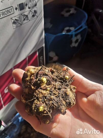 Луковицы каллы