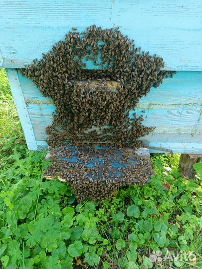 Пчелы С ульями И медом