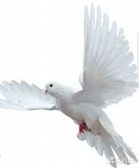 Голуби