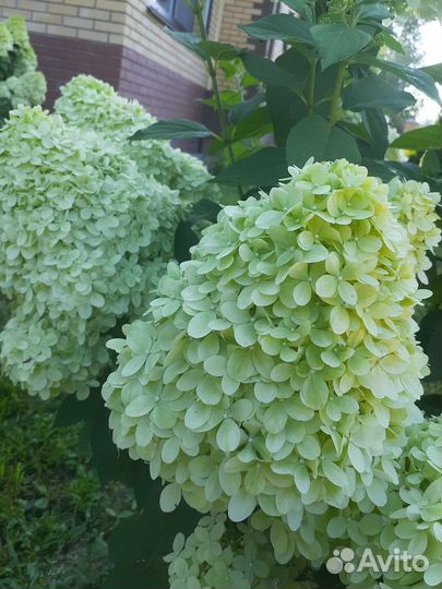 Гортензия ванилла фрайз и лайм лайт
