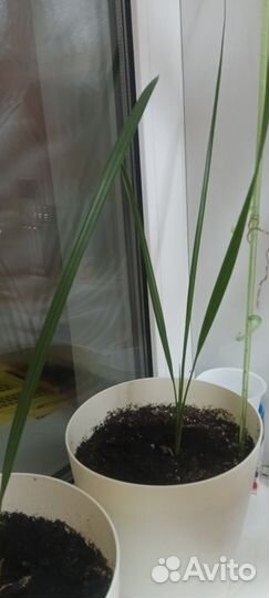 Королевская финиковая пальма