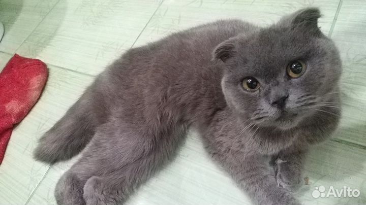 Британская кошечка в дар