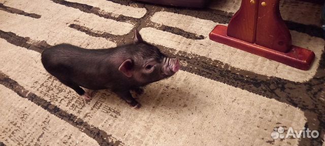 Очаровательный мини пиг (бергштрессер книрт) купить в Москве | Животные ...