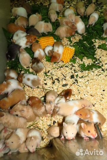 Хомяки сирийские,джунгарики