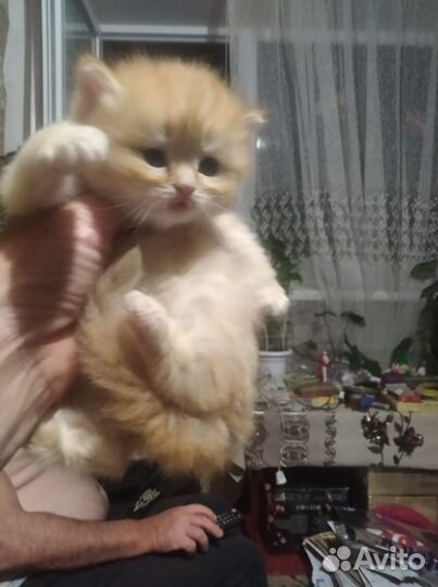 Шотландские котята