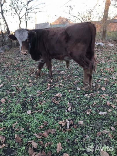 Бычки и телки